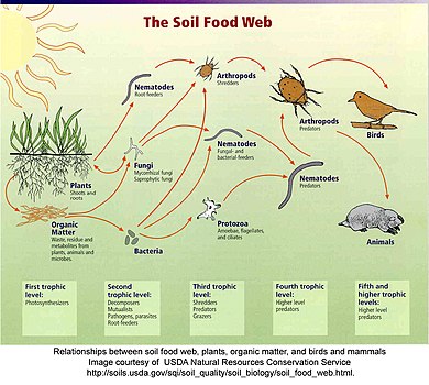 An illustration of a soil food web. Soil food webUSDA.jpg