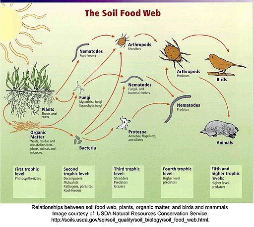 Soil food webUSDA