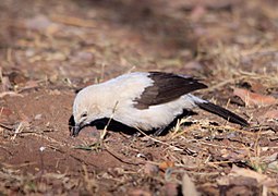 Individu fourrageant au sol dans le parc national de Marakele.