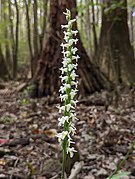 Spiranthes odorata