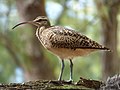 Borstenbrachvogel