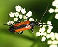 Stenurella melanura (Linnaeus, 1758) ♀