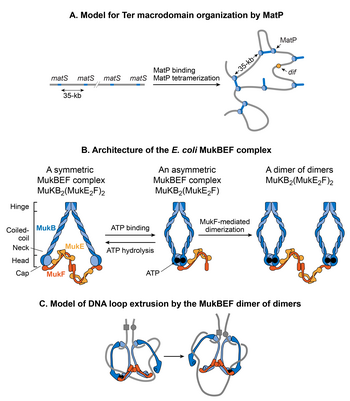 Models for DNA organization by MatP and MukBEF A. A matS-bridging model for DNA organization in the Ter macrodomain by MatP. MatP recognizes a 13-bp signature DNA sequence called matS that is present exclusively in the Ter macrodomain. There are 23 matS sites separated by one another by an average of 35-kb. MatP binds to a matS site as a dimer, and the tetramerization of the DNA-bound dimers bridges matS sites forming large DNA loops. B. The architecture of the E. coli MukBEF complex. The complex is formed by protein-protein interactions between MukB (blue), MukF (dark orange) and MukE (light orange). MukB, which belongs to the family of structural maintenance of chromosomes (SMCs) proteins, forms a dimer (monomers are shown by dark and light blue colors) consisting of an ATPase head domain and a 100 nm long intramolecular coiled-coil with a hinge region in the middle. Because of the flexibility of the hinge region, MukB adopts a characteristic V-shape of the SMC family. MukF also tends to exist as a dimer because of the strong dimerization affinity between monomers. The C-terminal domain of MukF can interact with the head domain of MukB while its central domain can interact with MukE. Two molecules of MukE and one molecule of MukF associate with each other independent of MukB to form a trimeric complex (MukE2F). Since MukF tends to exist in a dimeric form, the dimerization of MukF results in an elongated hexameric complex (MukE2F)2. In the absence of ATP, the (MukE2F)2 complex binds to the MukB head domains through the C-terminal domain of MukF to form a symmetric MukBEF complex (shown on the left). The stoichiometry of the symmetric complex is B2(E2F)2. The ATP binding between the MukB head domains forces the detachment of one MukF molecule and two MukE molecules. As a result, an asymmetric MukBEF complex of the stoichiometry B2(E2F)1 is formed. Since MukF readily dimerizes, the MukF dimerization can potentially join two ATP-bound asymmetric molecules resulting in the formation of a dimer of dimers with the stoichiometry of B4(E2F)2 (shown on the right). The stoichiometry of the MukBEF complex in vivo is estimated to be B4(E2F)2 suggesting that a dimer of dimers is the functional unit in vivo. C. A model for loop extrusion by a MukBEF dimer of dimers. A dimer of dimer loads onto DNA (depicted as a grey line) through DNA binding domains of MukB. MukB has been shown to bind DNA via its hinge region and the top region of its head domain. The translocation of the complex away from its loading site then extrudes DNA loops. The loops are extruded in a rock-climbing manner by the coordinated opening and closing of the MukBEF ring through the MukB head disengagement that occurs due to coordinated ATP hydrolysis in the two dimers. Dark and light blue circles represent ATP binding and hydrolysis events respectively. MukE is not shown in the complex for simplicity. Subhash nucleoid 10.png