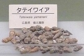 Tateiwaia yamanarii.