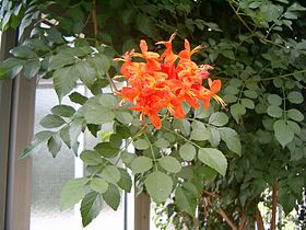 Tecoma capensis (inflorescência).