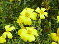 T. tenuifolia