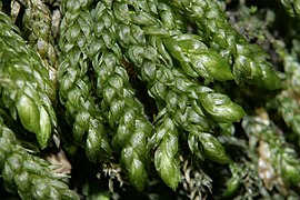 Thamnobryum neckeroides.