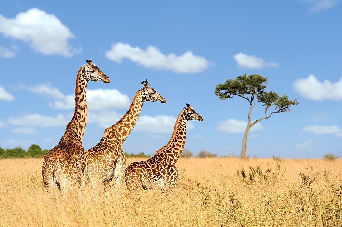 :File:Three giraffes 01.jpg