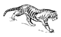 tygrys - tigre