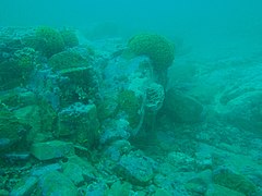 Typical reef in Table Bay near the Matapan wreck.