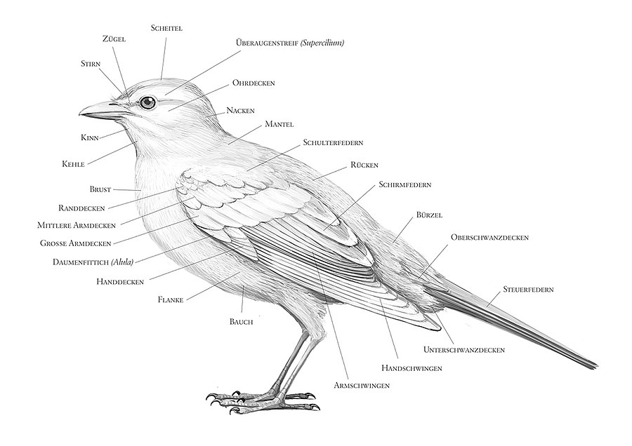 Vogeltopografie am Beispiel eines Singvogels