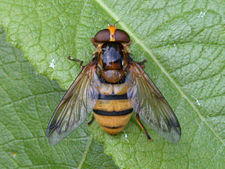 Volucella inanis female