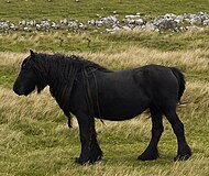 Wild Horses at Walk to Wild Boar Fell.jpg