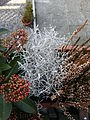 Leucophyta brownii Cass., Wollerau SZ