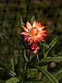 Cultivar of Xerochrysum bracteatum