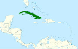 Cubaanse groene specht