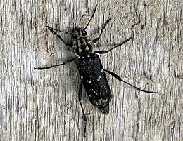 Pilkasis raštenis (Xylotrechus rusticus)