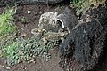 Young adult Tuatara at Invercargill