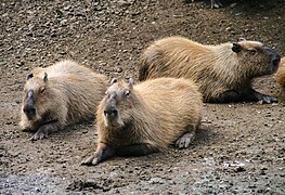 Capybaras (Hydrochoerus hydrochaeris)