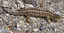 A sand lizard that has shed its tail when attacked by a predator, and has started to regrow a tail from the site of the injury Zauneidechse 1469.jpg