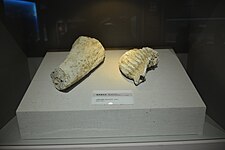额敏县出土的猛犸象化石