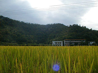 Meizhou rice paddy