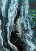 chitinepantser van vervellende kakkerlak