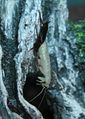 Oriental cockroach moulting.