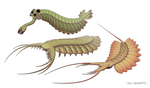 恐蝦綱（Dinocaridida）的成員：帝王歐巴賓海蠍（Opabinia regalis，上），惠廷頓厭惡蟲（Pambdelurion whittingtoni，左下），克爾凱郭爾宣揚爪蟲（Kerygmachela kierkegaardi，右下）