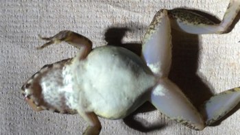 Файл: A-Novel-Reproductive-Mode-in-Frogs-A-New-Species-of-Fanged-Frog-with-Internal-Fertilization-and-pone.0115884.s001.ogv