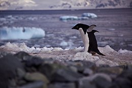 Пингвин Адели (Pygoscelis adeliae), walking.jpg
