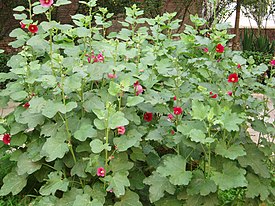 Tarhasalkoruusu (Alcea rosea)