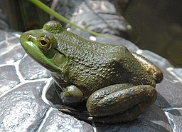 American Bullfrog Rana catesbeiana Side 1800px