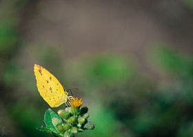 Anderson's common grass butterfly of Bangladesh