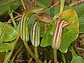 Inflorescence d'Arisarum vulgare.