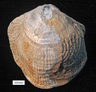 Atrypa sp.; Couvinian (Middle Devonian); Ель Пікаль, Леон, Іспанія. Розмито, щоб показати спіраль праворуч.