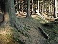 Landwehr-Reste im Marscheider Wald