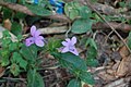 Barleria (quelle espèce ?)