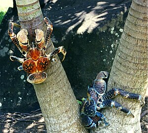 Coconut crabs at Bora Bora.
