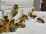 Бджоли в квітні з обніжжям пилку проліска Сибірського