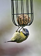 Blaumeise (Cyanistes caeruleus): überkopf am Futter