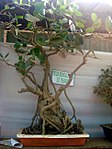 Bonsai de Ficus benghalensis en Inde avec racines aériennes