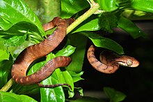 The brown tree snake has had an impact on the native bird population of the island ecosystem of Guam. Brown tree snake (Boiga irregularis) (8387580552).jpg