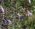 Steppen-Glockenblume (Campanula sibirica)