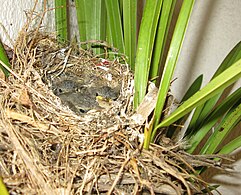 Three 13 days old chicks – the average nestling period is 16 days[3]