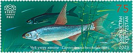 Capoetobrama kuschakewitschi 2021 stamp of Kyrgyzstan.jpg