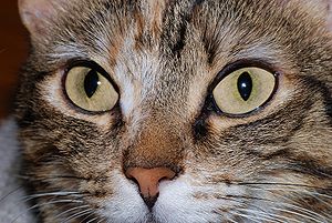 Detail of the head of a she-cat (Felis silvest...