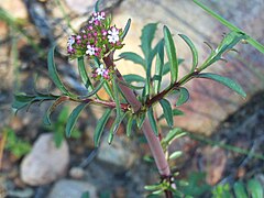 Description de l'image Centranthus calcitrapa Inflorescence 04April2009 DehesaBoyalPuertollano.jpg.