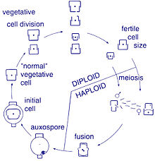 Centric diatom life-cycle.jpg