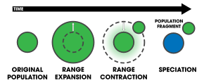 In centrifugal speciation, the range of an original population (green) expands and then contracts, leaving an isolated fragment population behind. In the absence of interbreeding, the central population (changed to blue) becomes reproductively isolated over time. Centrifugal Speciation Schematic.svg